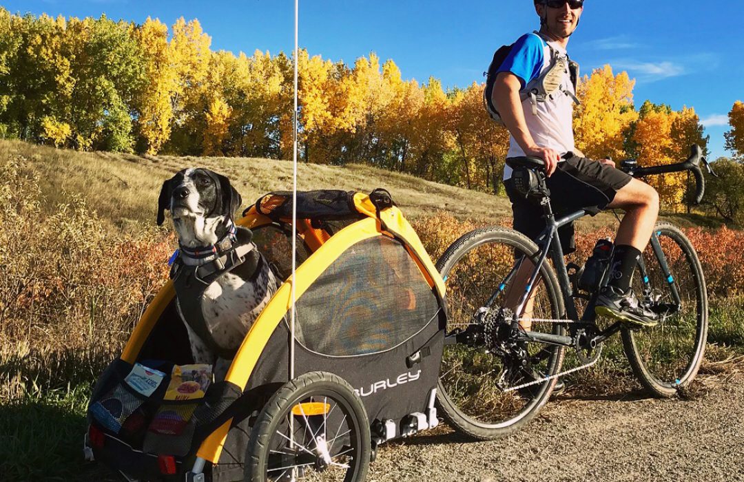 Bike Trailers for Dogs - How and Why
